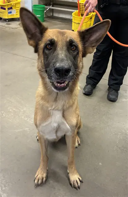 Flute - German Shepherd Dog