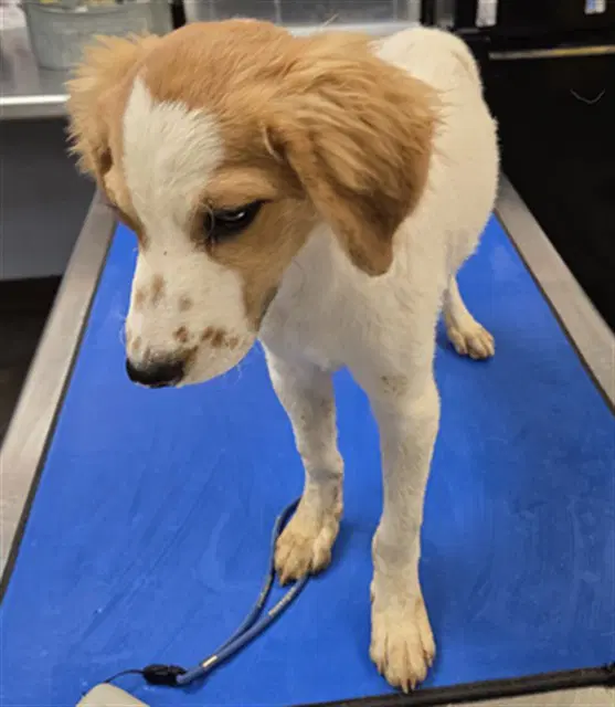 Triangle - Cavalier King Charles Spaniel