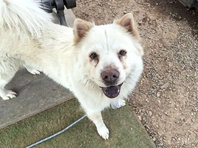 Esmeralda - Chow Chow