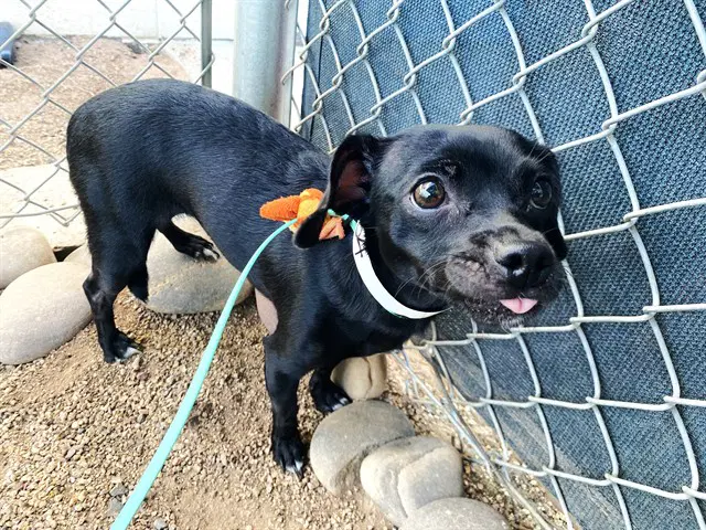 Clarinet - Chihuahua