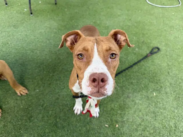 Salmon - Boxer