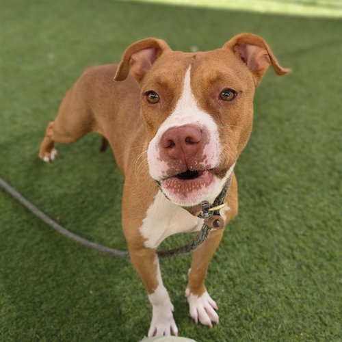 SALMON, a dog for adoption from Maricopa County Animal Care & Control - West Valley Animal Care Center