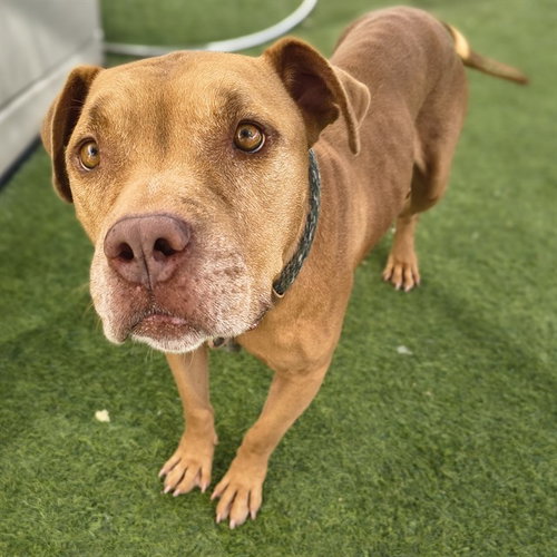 TANGERINE, a dog for adoption from Maricopa County Animal Care & Control - West Valley Animal Care Center