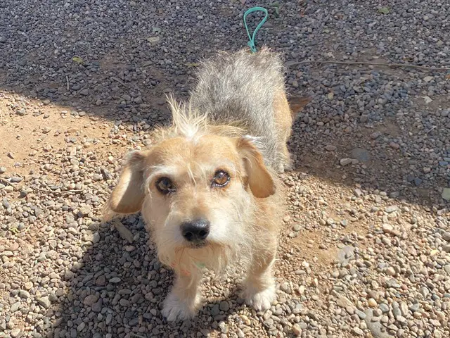 Ren - Cairn Terrier