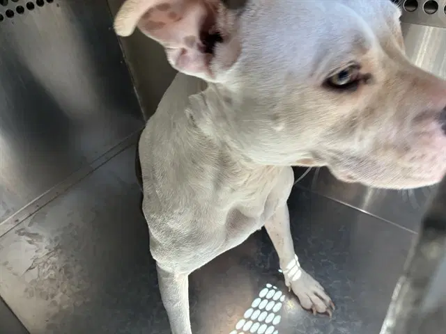Heathcliff - American Staffordshire Terrier