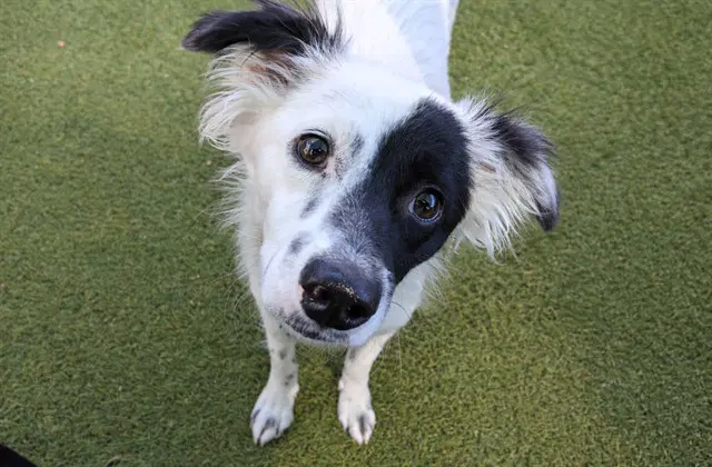 Flicker - Border Collie