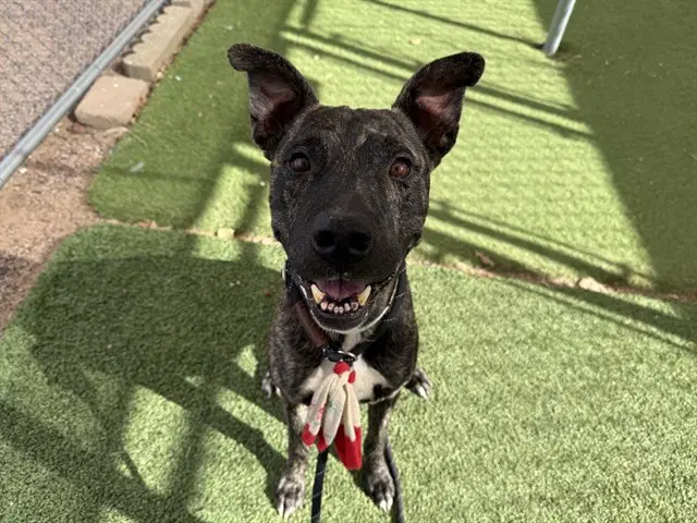 Rockstar - American Pit Bull Terrier