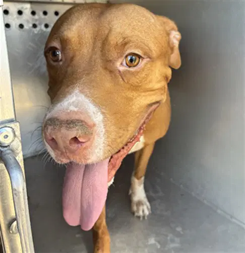 Brodie - American Pit Bull Terrier