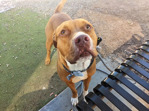 Brodie, American Pit Bull Terrier (medium coat)