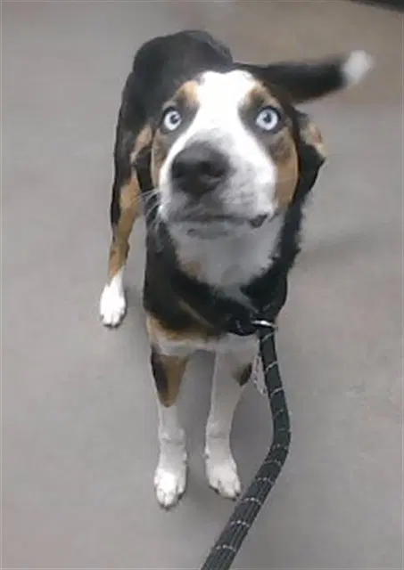 Sorbet - Australian Shepherd