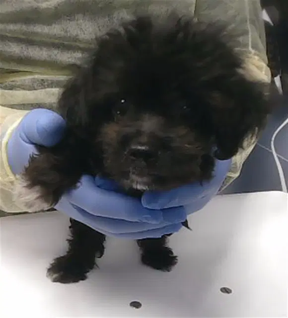 Hector - Maltese