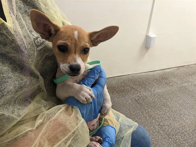 Dingo
