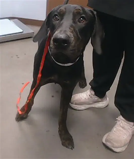 Heidi - Plott Hound