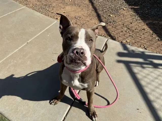 Lion - American Staffordshire Terrier