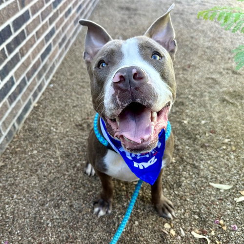 LION, a dog for adoption from Maricopa County Animal Care & Control - West Valley Animal Care Center