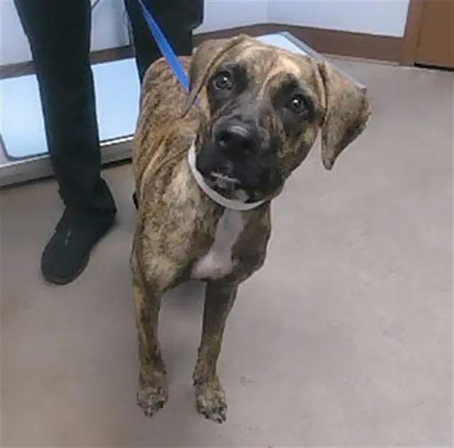 Angelina - American Pit Bull Terrier