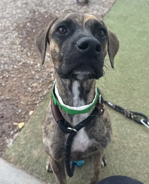 Angelina - American Pit Bull Terrier
