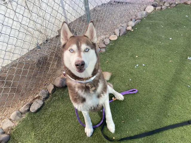 Aki - Husky