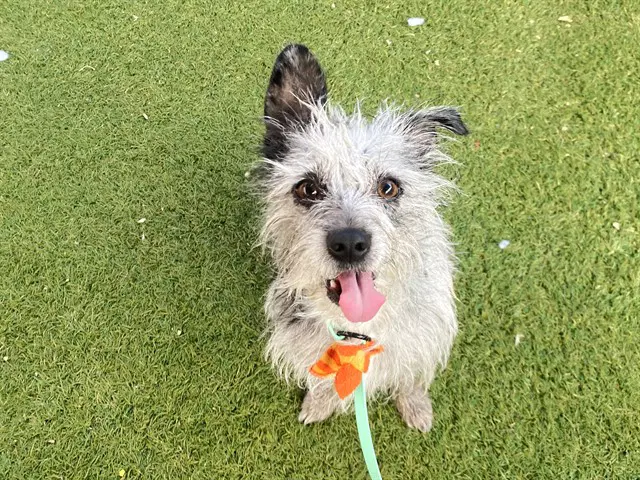 Marimba - Cairn Terrier