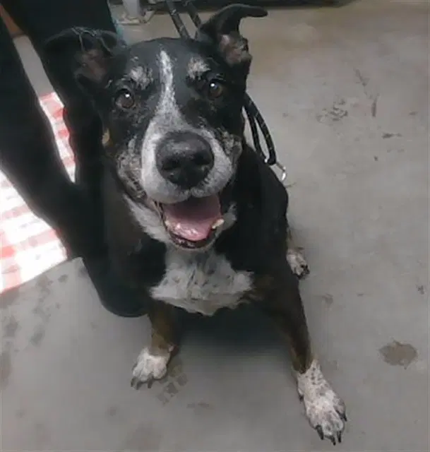 Puddles - Australian Cattle Dog/Blue Heeler