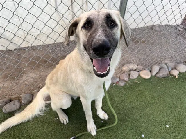 Xylophone - Anatolian Shepherd