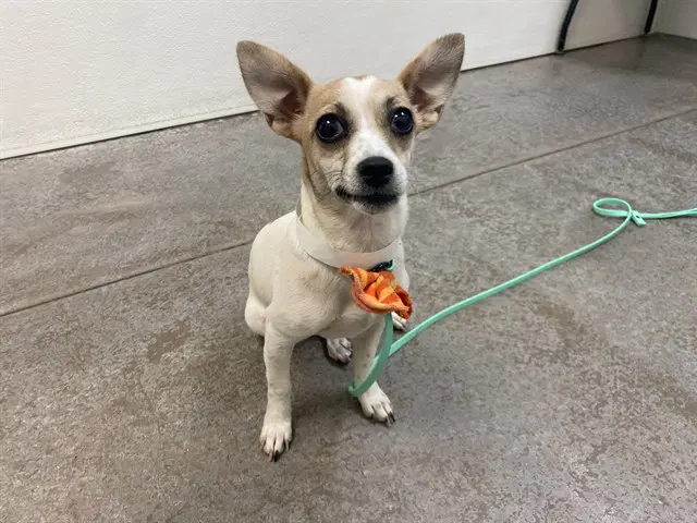Harmonica - Chihuahua