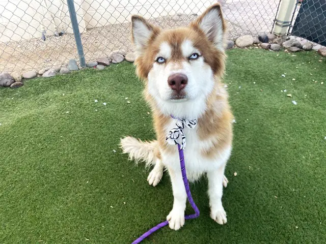 Diesel - Husky