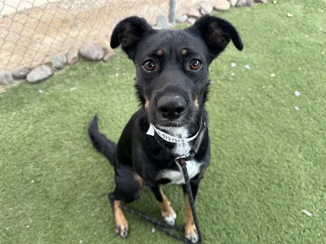 Coffee - Australian Cattle Dog/Blue Heeler