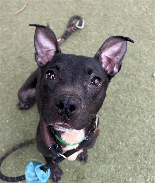 Lizard - American Pit Bull Terrier