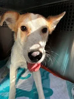 Wallie - Parson Russell Terrier