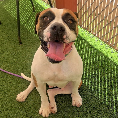 FRANCINE, a dog for adoption from Maricopa County Animal Care & Control - West Valley Animal Care Center