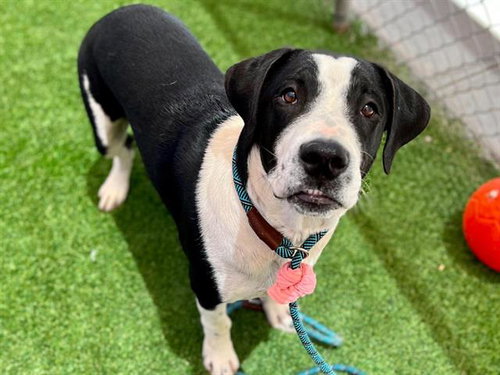 MAX, a dog for adoption from Maricopa County Animal Care & Control - West Valley Animal Care Center