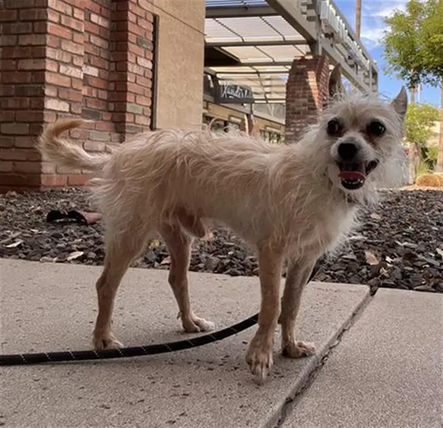 Churro - Cairn Terrier
