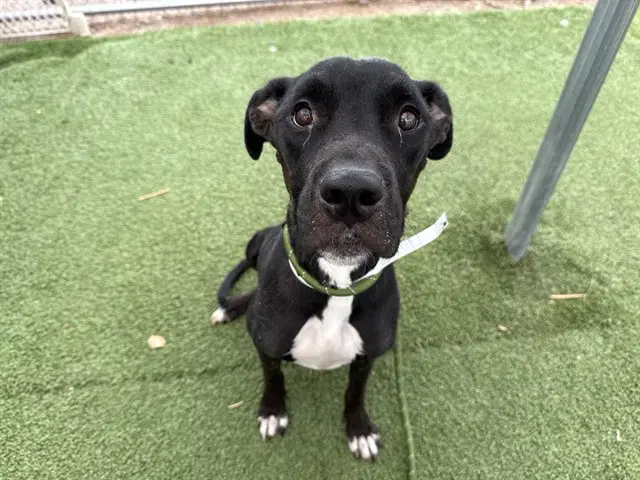 Espresso - American Pit Bull Terrier