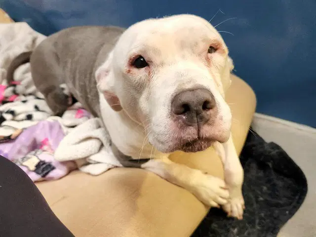 Ms Piggly - American Pit Bull Terrier