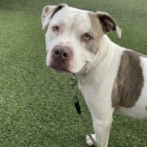 MOOKA, a dog for adoption from Maricopa County Animal Care & Control - West Valley Animal Care Center