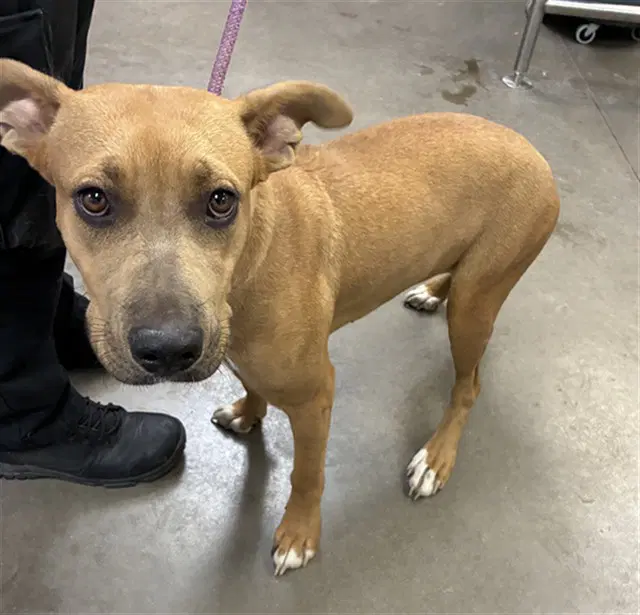 Ola - American Pit Bull Terrier