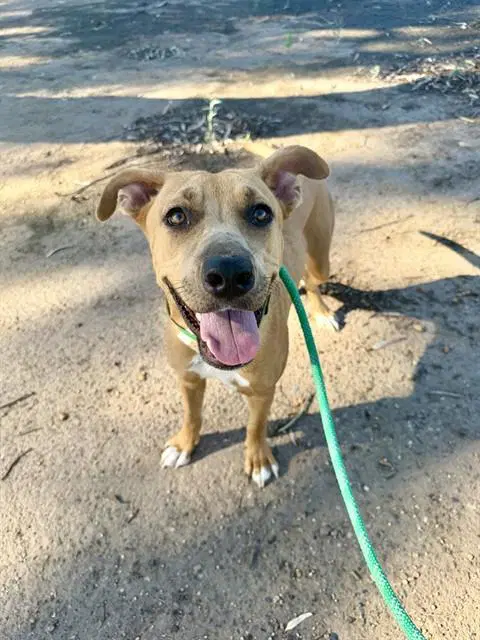 Ola - American Pit Bull Terrier