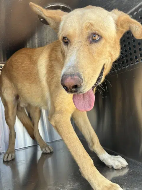 Wyll - German Shepherd Dog