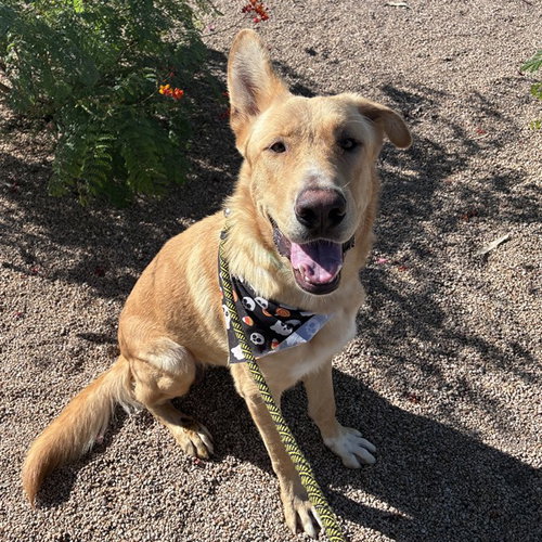 WYLL, a dog for adoption from Maricopa County Animal Care & Control - West Valley Animal Care Center