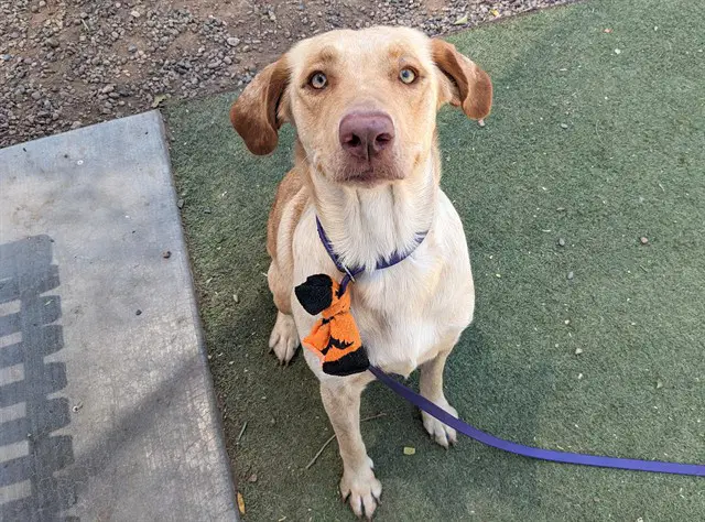 Harvest Moon - Labrador Retriever