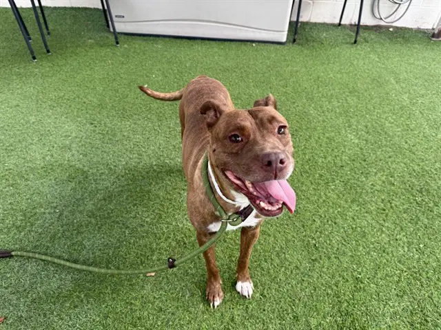 Honey - American Pit Bull Terrier