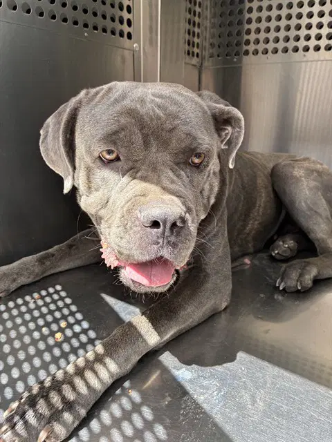Peaches - Cane Corso Mastiff