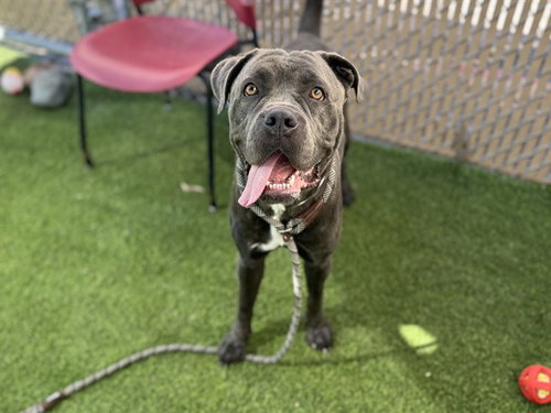 PEACHES, a dog for adoption from Maricopa County Animal Care & Control - West Valley Animal Care Center