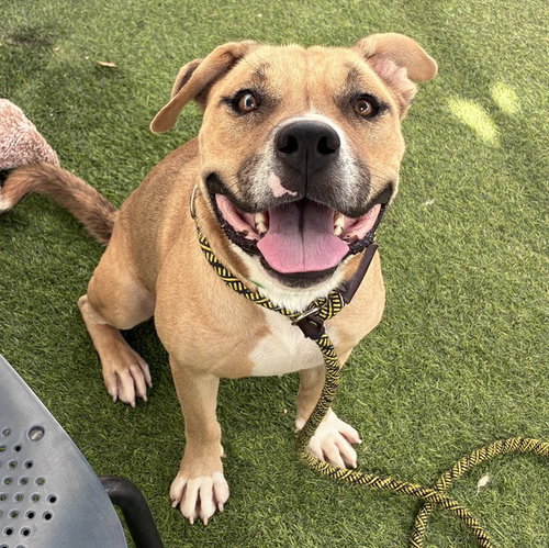 DEBO, a dog for adoption from Maricopa County Animal Care & Control - West Valley Animal Care Center