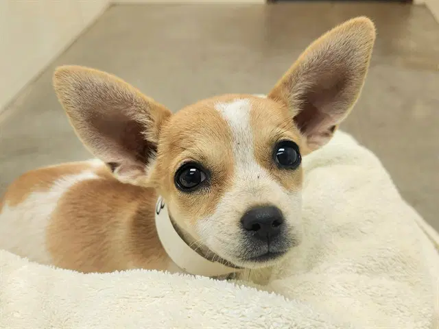 Gadget - Chihuahua