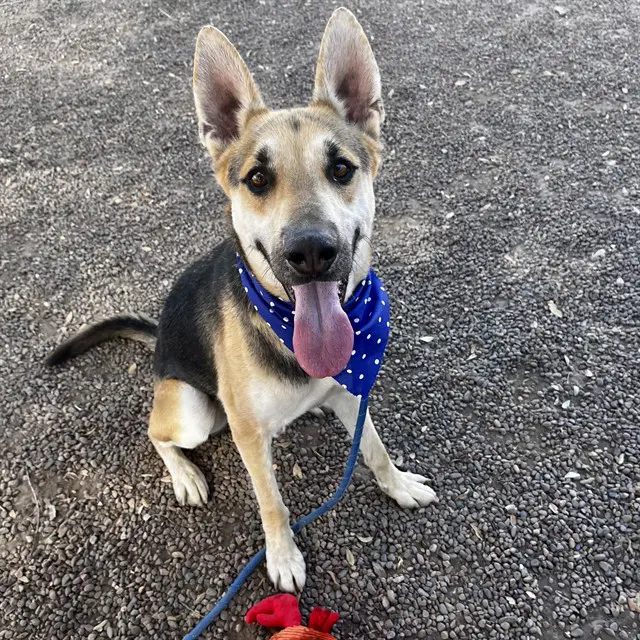 Obi Wan - German Shepherd Dog