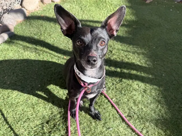 Chandler - Chihuahua