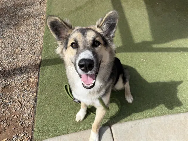 Charm - Husky