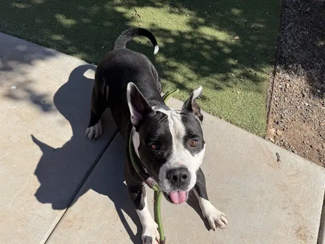 Sully - American Pit Bull Terrier
